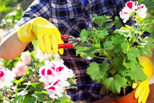 Urban lawn care in Euston with healthy green turf