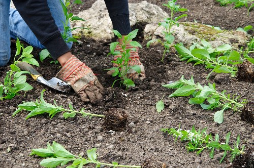 Seasonal garden care in Euston with shrubs, borders, and city surroundings