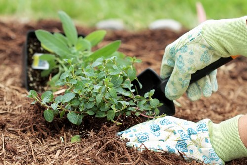 Local landscape gardeners in Euston planting shrubs and borders