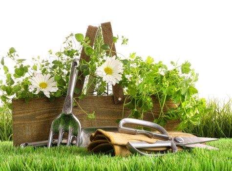 Seasonal lawn maintenance routine for Euston gardens